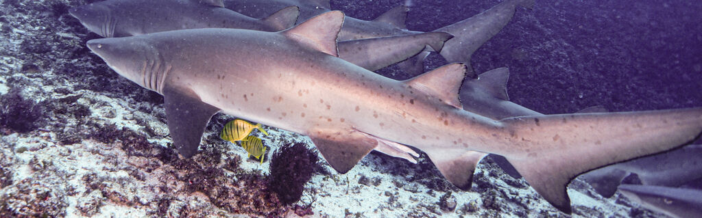 bd1d6c28-c837-4455-be14-59fb030cd35b