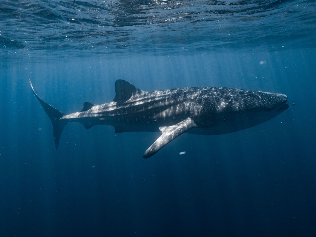 3c50ad25-c027-4af8-a974-a9d592e5738e