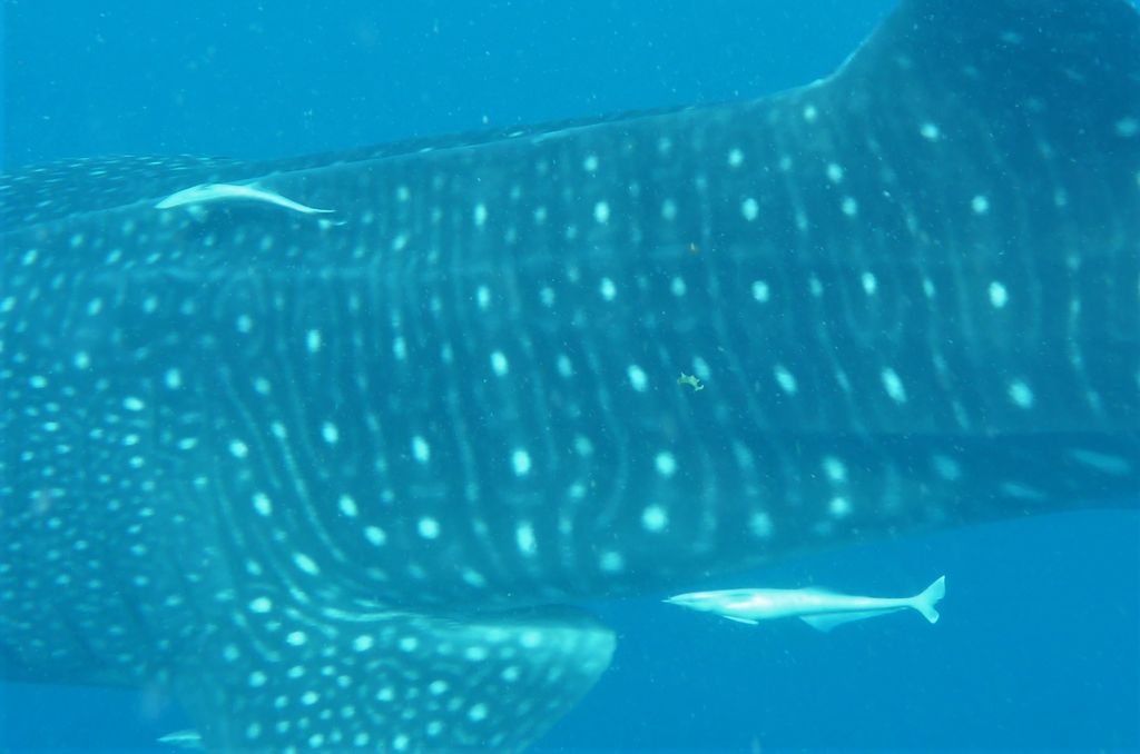 75dc4818-fea3-4230-bef1-74f398f7dc74