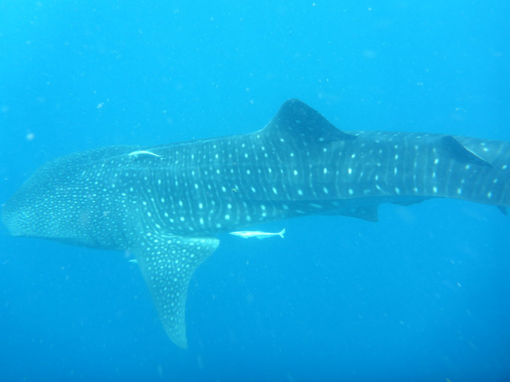 75dc4818-fea3-4230-bef1-74f398f7dc74