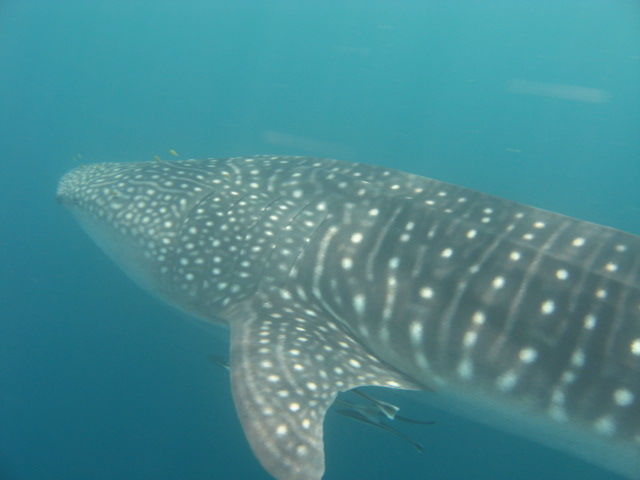 5559529e-a64b-4808-b78c-f2b7fd6612c9