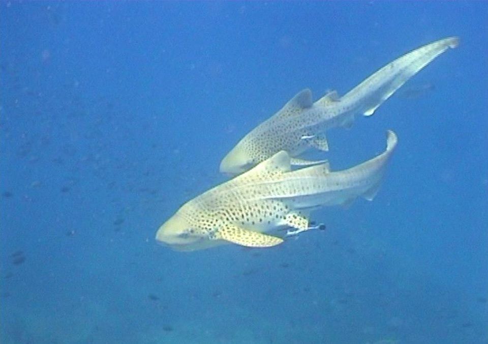 88f4b7c8-cf23-44ad-b3c8-96de2a5d999b