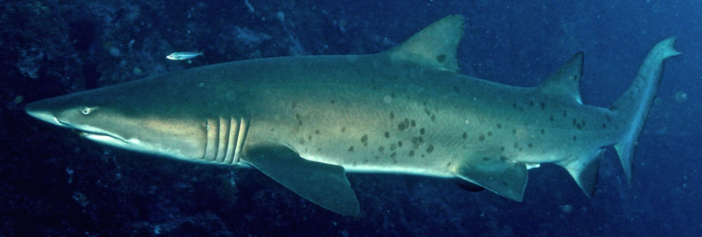 a4a74b84-e781-4dc2-b513-4a4a5c7d4c58