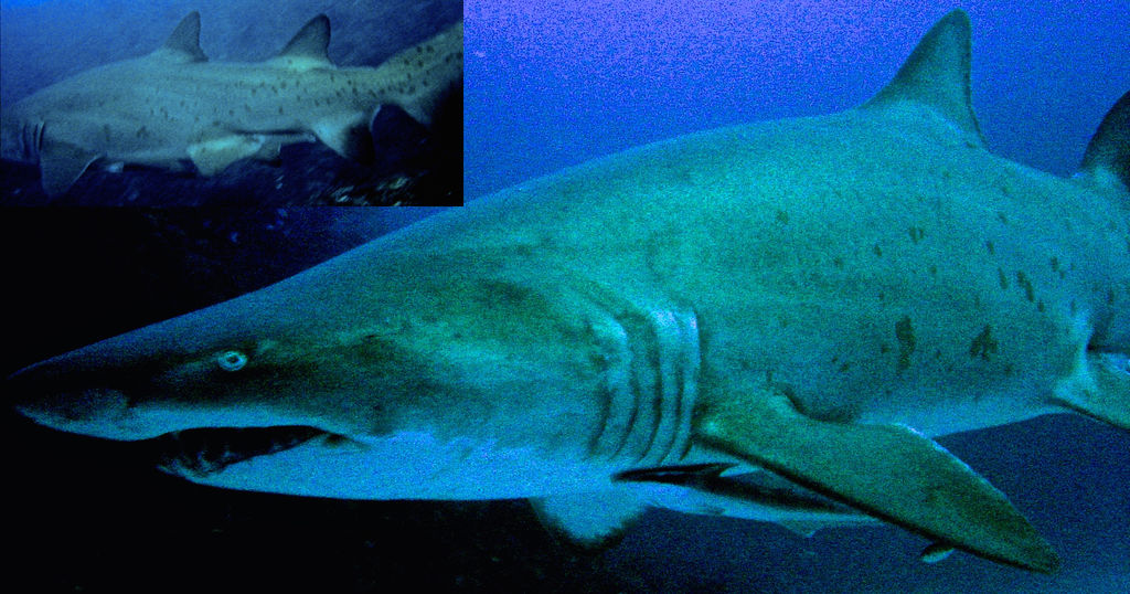 118e9fb2-c24c-4a8c-8fb5-f4393a689162