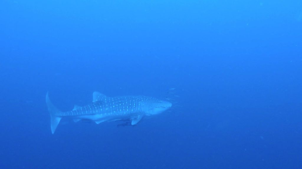 f1cf01d6-63e6-4495-9c63-98b14e43c8e8