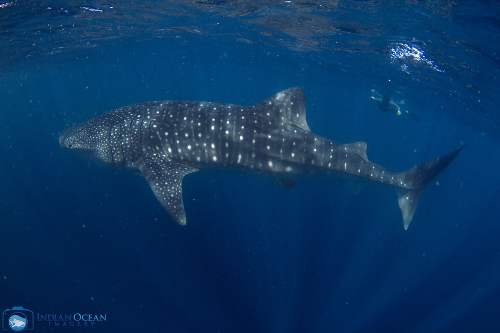 08da67f3-72c6-4c96-803b-8293d0f37210