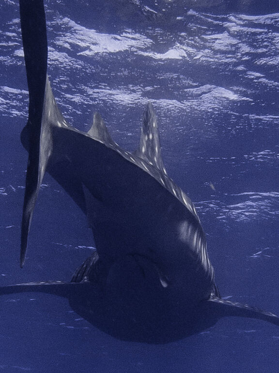 8346659c-598c-45b3-a959-0449a1e316be