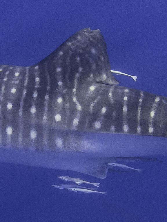 76ca28a3-7e86-41b3-8ce4-ab3038d0d678