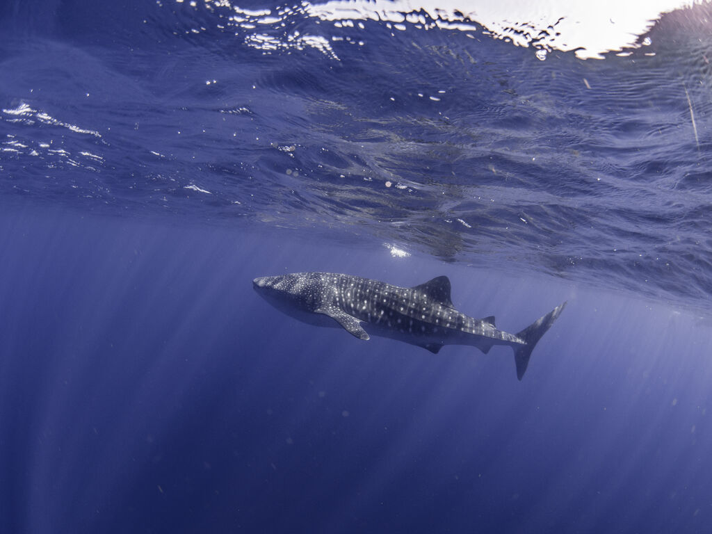 9e973b09-807b-4db7-8abb-ce23267331e5