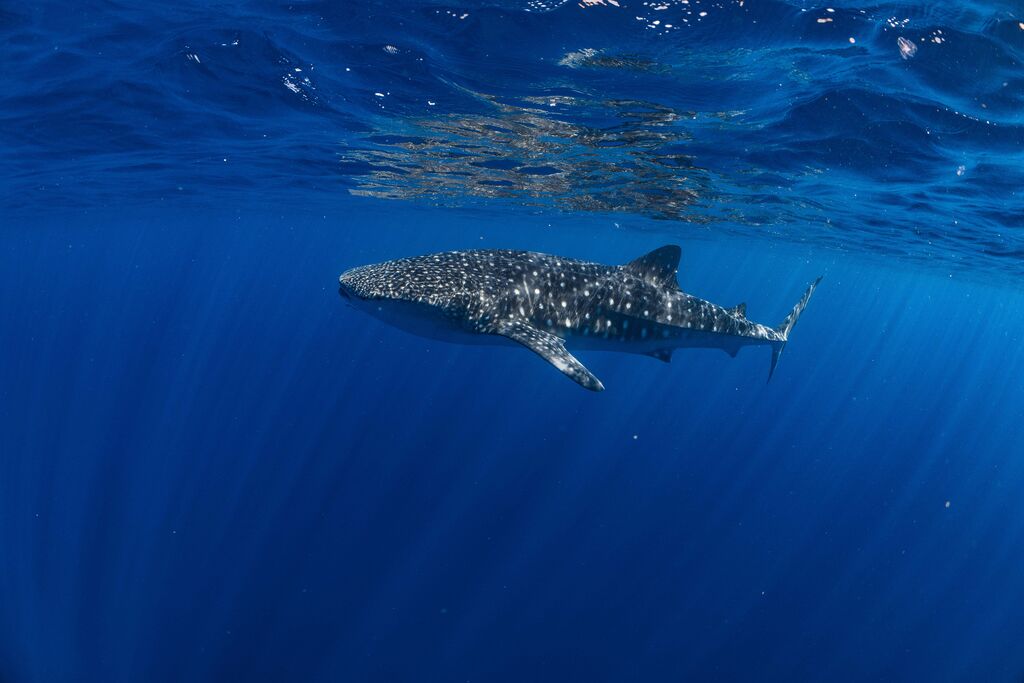 586fe736-d3e8-4704-8531-f6b4e0707580