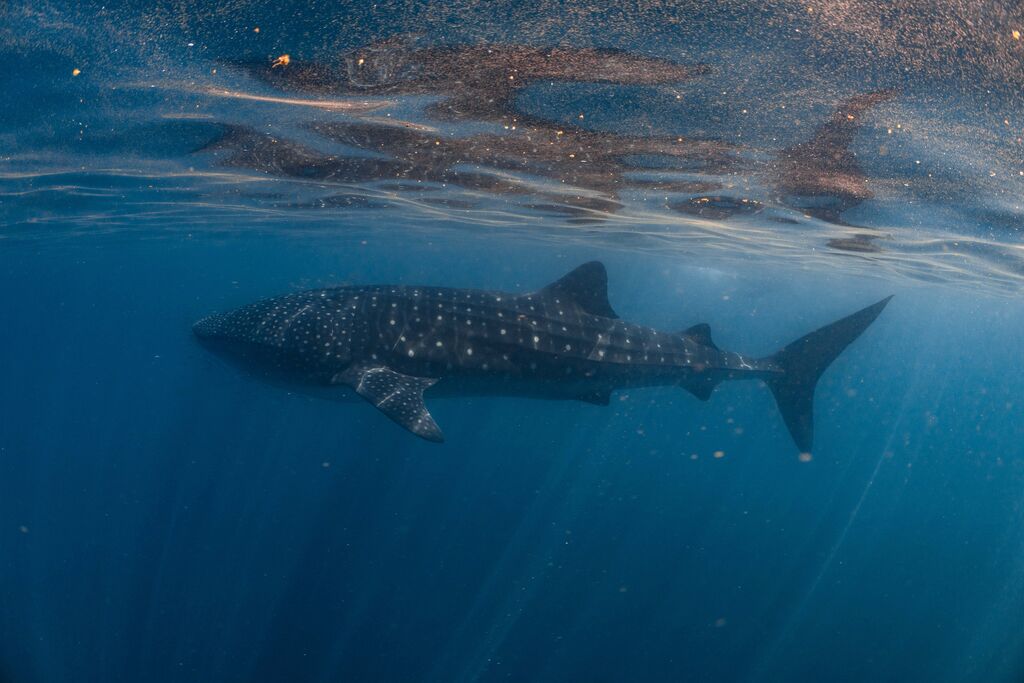 95bd4f65-94eb-4d04-892c-e04266a92c5c