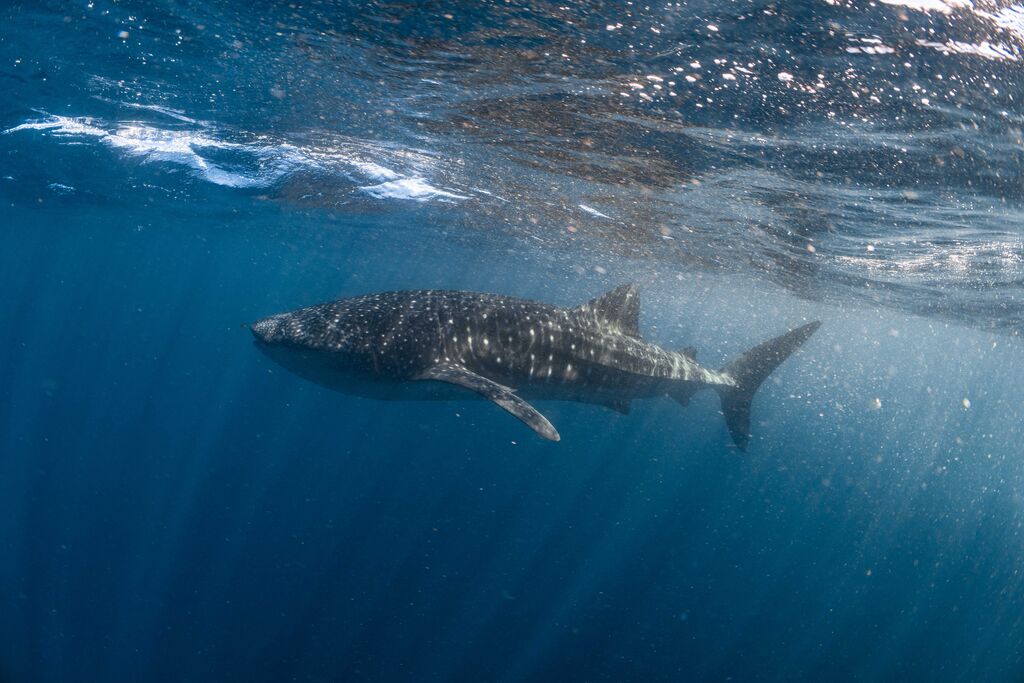 2d3dc21f-02e3-4ace-97c8-b5544e011d0c