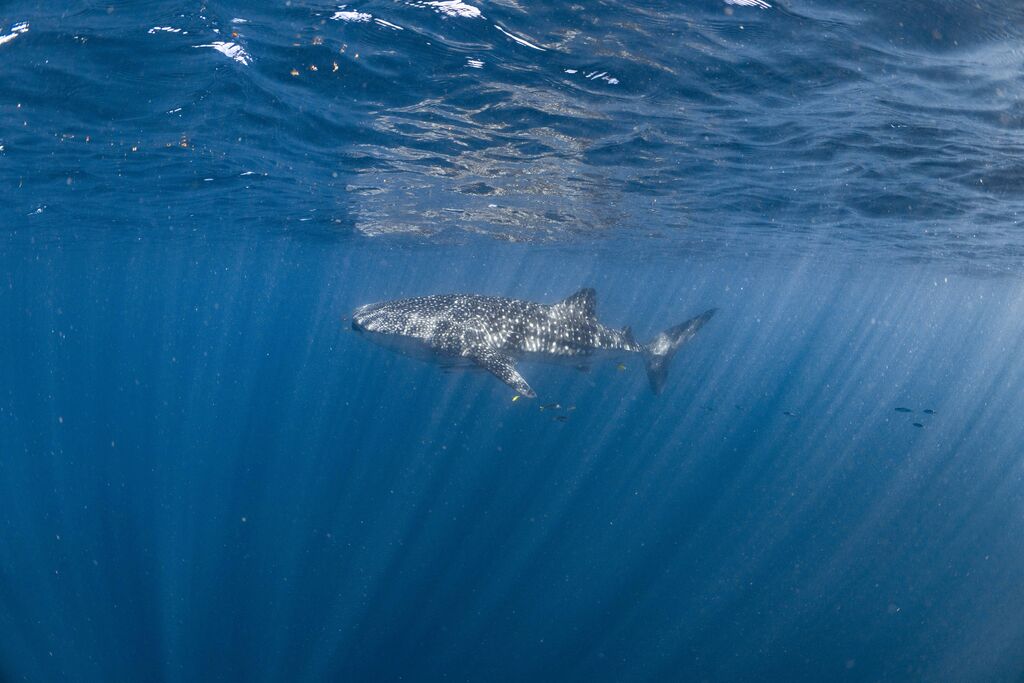 339d5395-7ce7-481f-965b-6f40eb859f5e