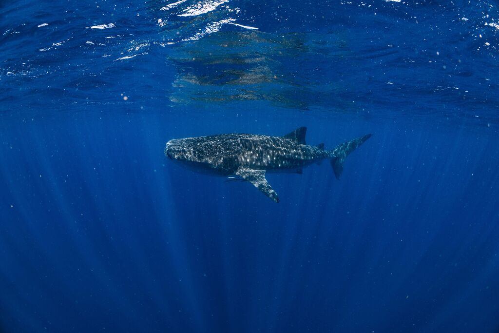 ffa38517-a769-4e6f-95d0-a85576dfcfcd