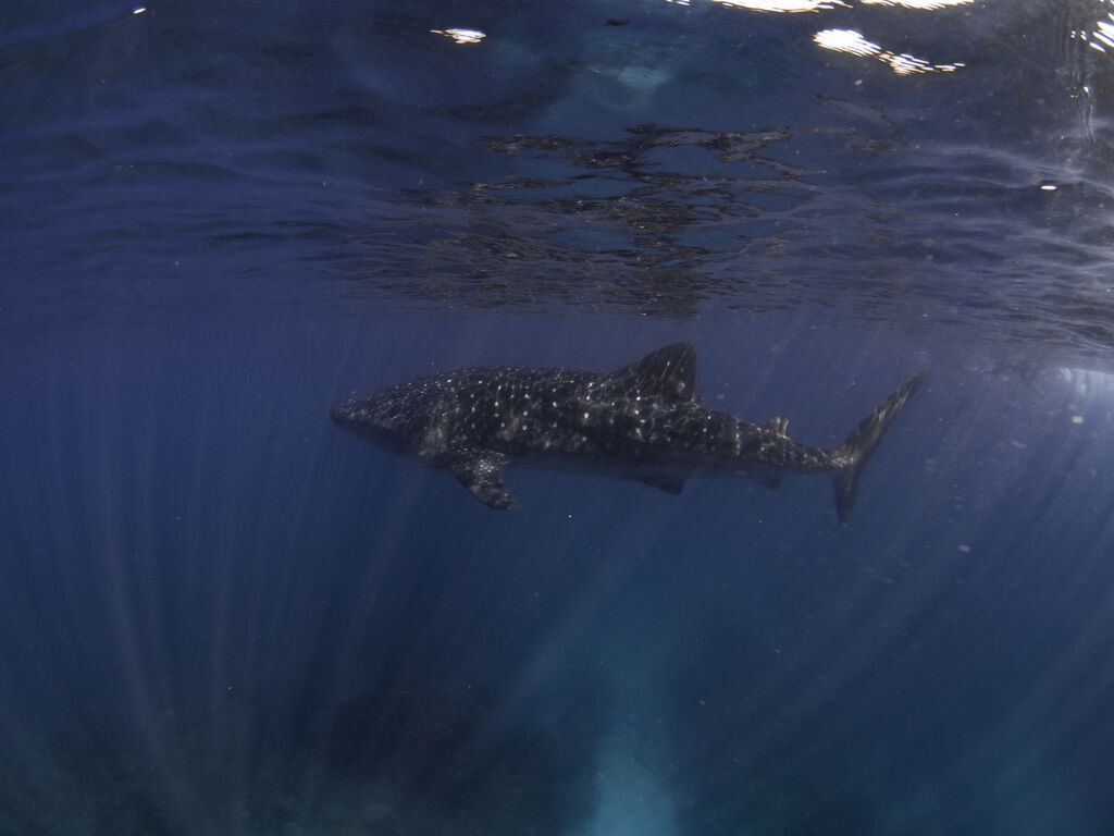 2c305160-cb55-4141-91ca-c1448106def9