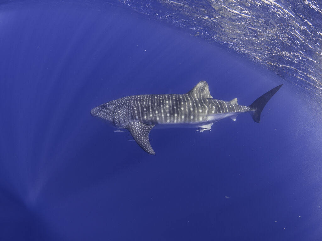 76ca28a3-7e86-41b3-8ce4-ab3038d0d678