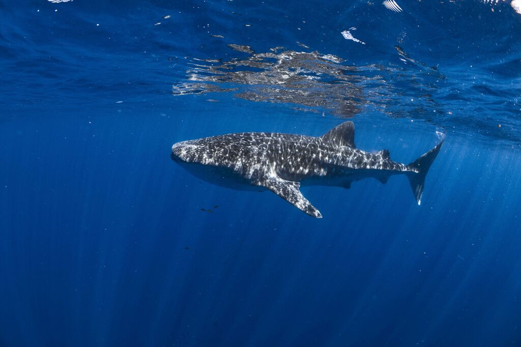 6c614317-f498-4b04-b6d8-e55d18590a78