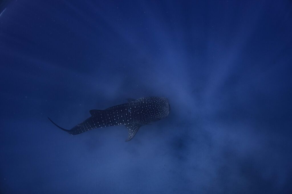 466bda85-1b92-49c5-9fdc-3e5d1f10ed4c