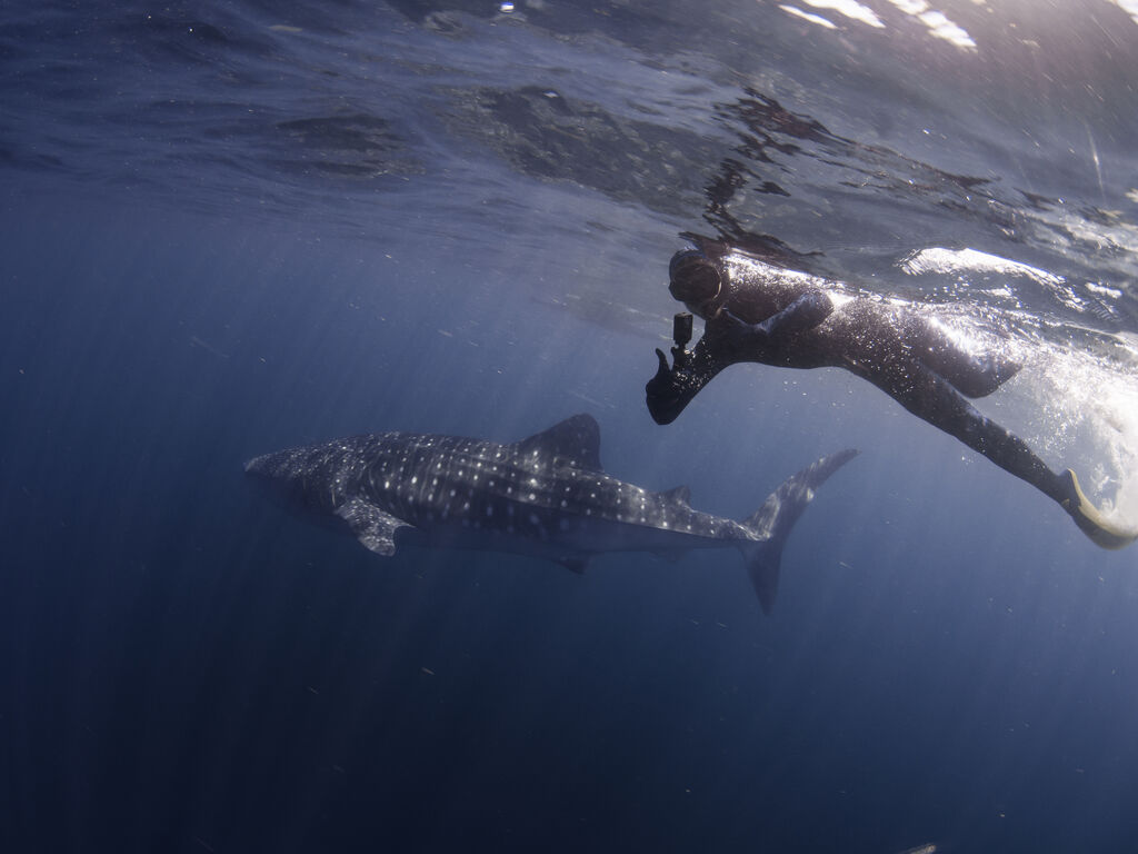 e247e651-b738-48ef-950b-e2f2a38fc862