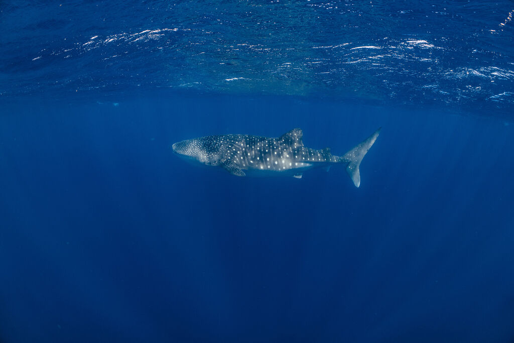 1f5b4a76-600f-4614-92bc-e32a935f9391