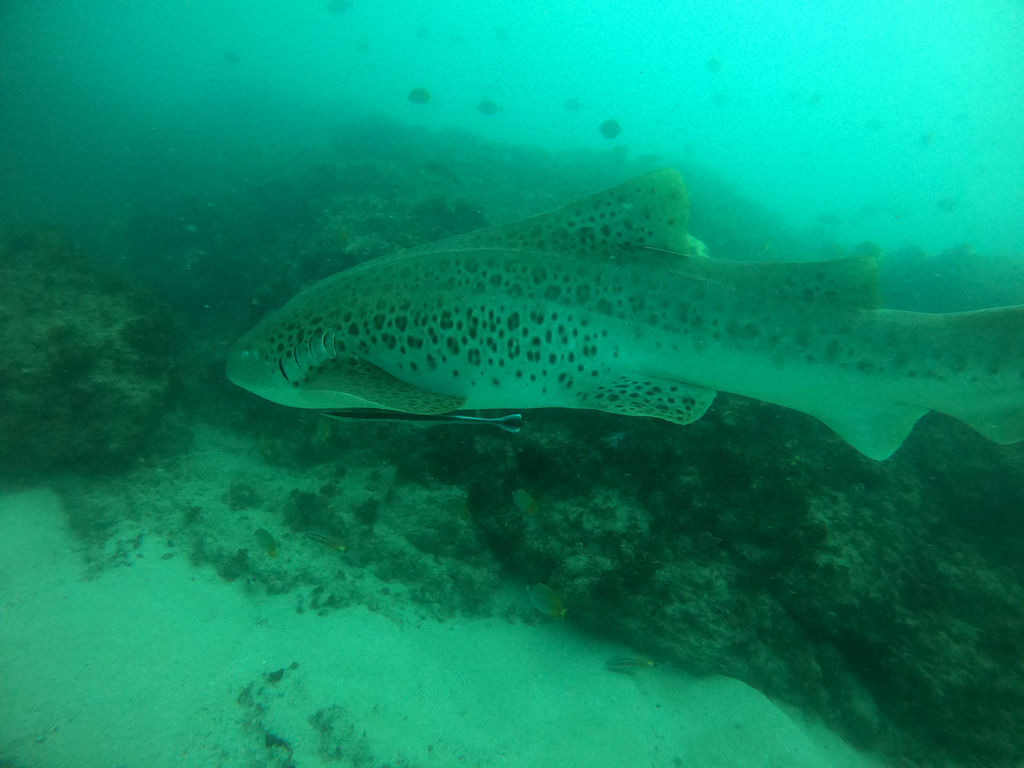 e5c151ec-1895-4350-bb91-736d8f04b8e8