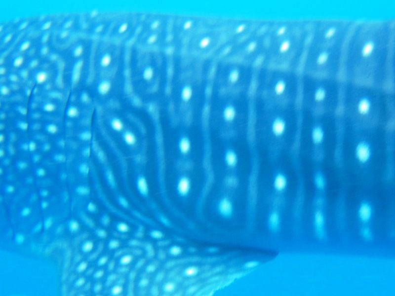 e6f0ff6d-2997-4fd6-b679-4d33739d87a9