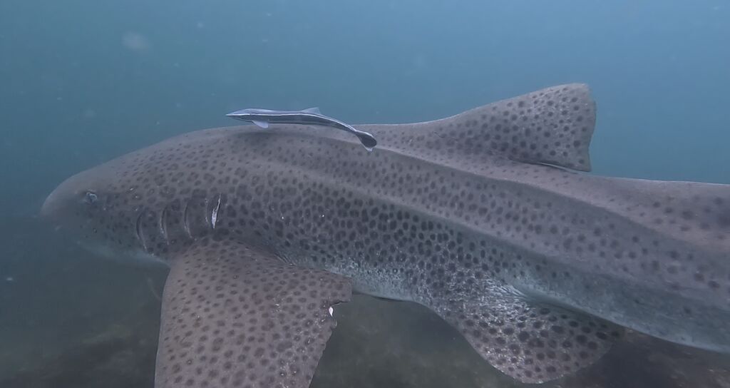 d58b0845-ad37-49ce-9310-b6304a74bc4a