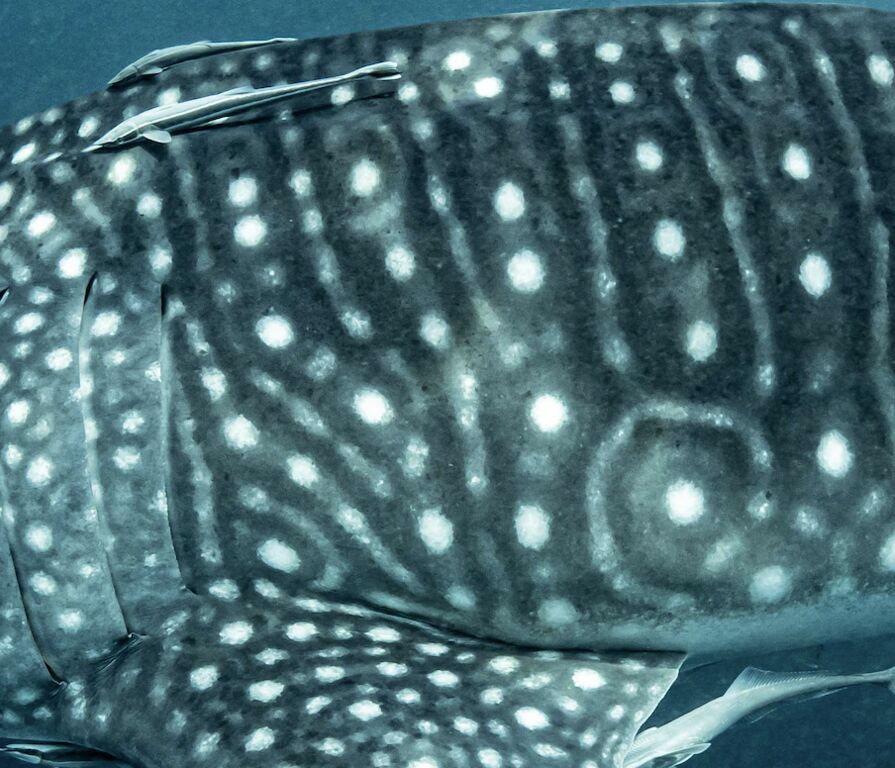 d00c0190-be90-4f45-bf5b-272a33656df2