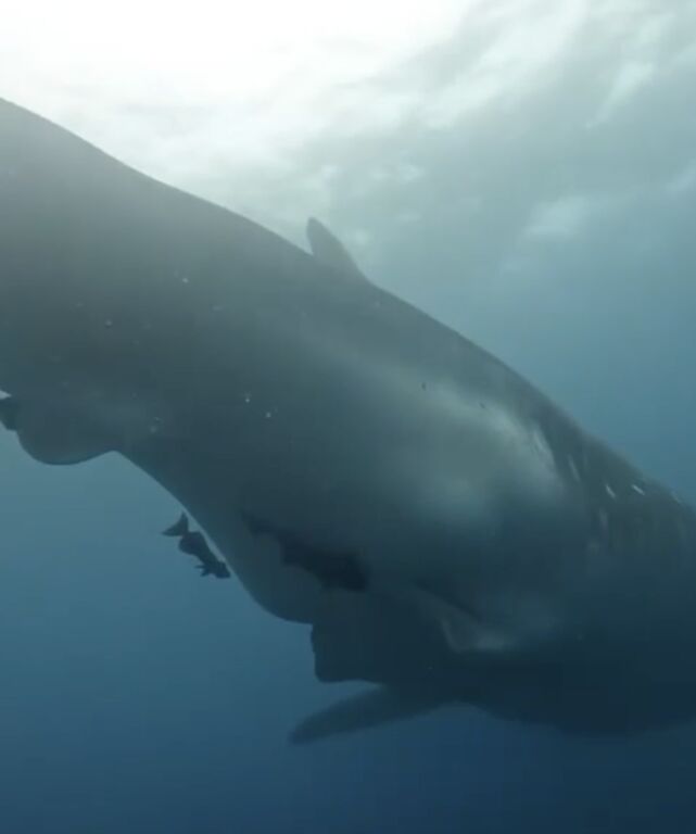 2bf83e90-5d2d-468c-9f35-104afd226ea0