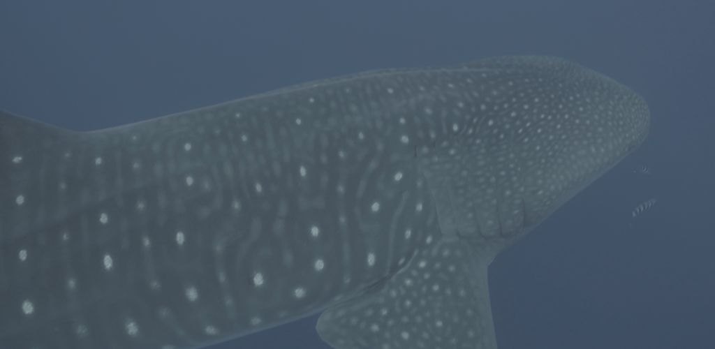 4519ebcb-0daa-4bdf-9ed8-402271b388c4