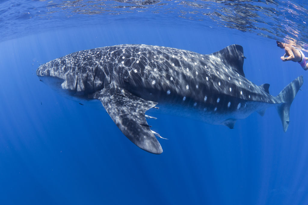 0f8378f5-c9a2-48bd-86e6-03ce260492e5