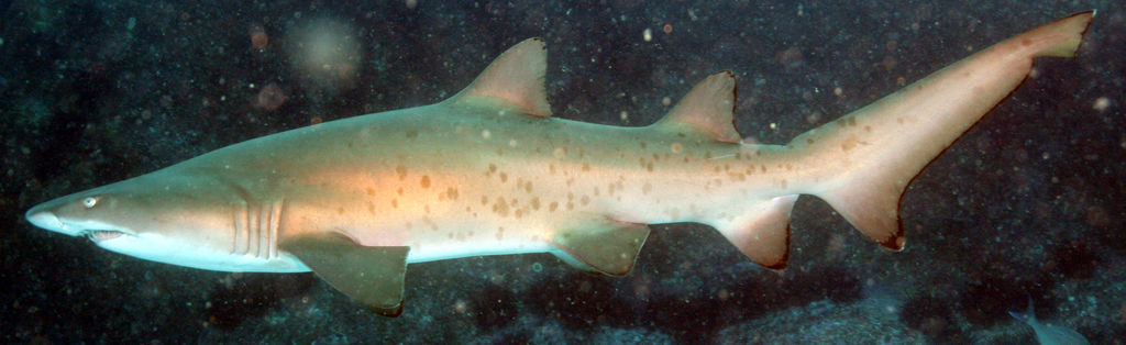 068458e0-6112-4382-a925-08f4214352b9