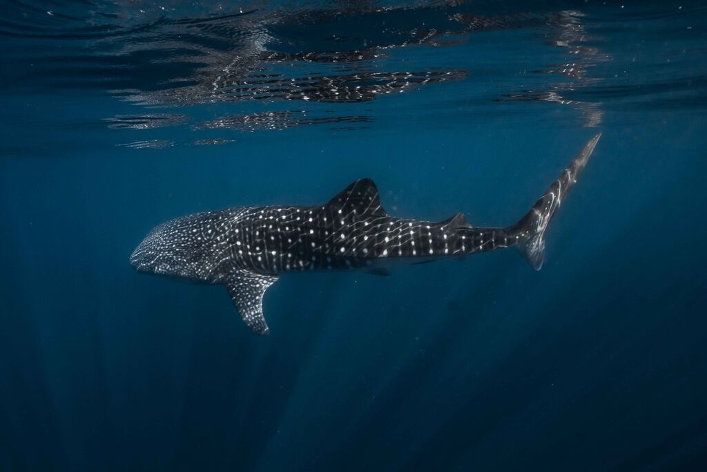 a015171e-cfc9-4600-bc01-64917f20843f