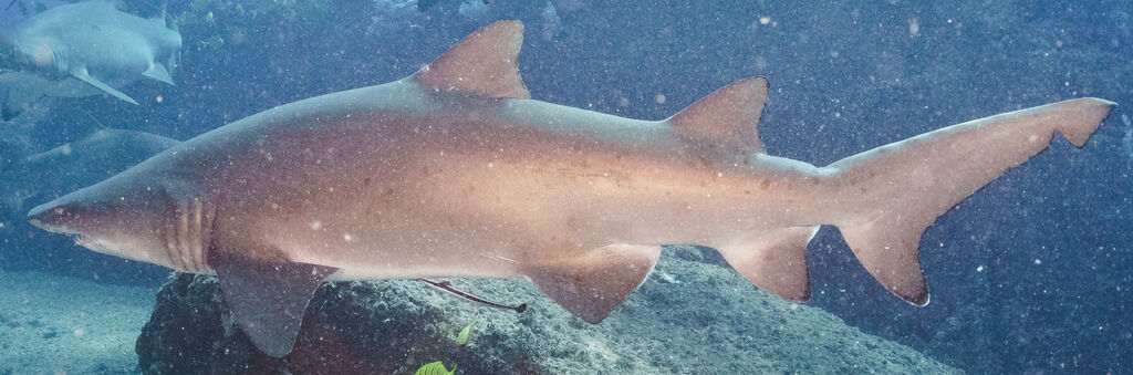 c6ab81db-0381-4094-9a40-cf7e58dd7c49