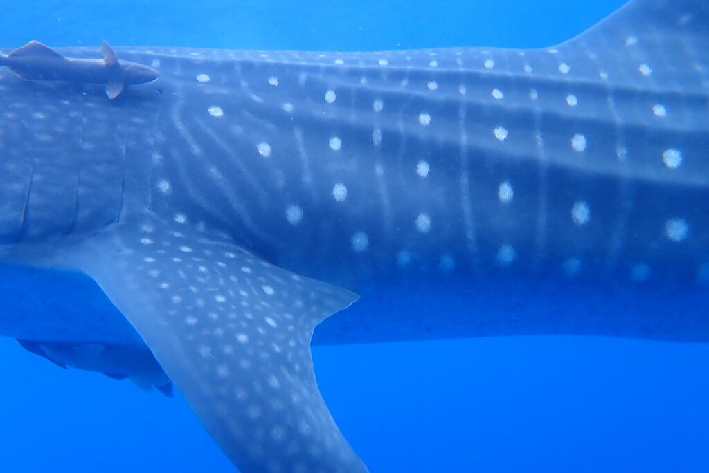 99afd913-057e-49a4-bab9-6c5b5b2a37a6