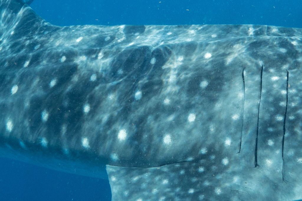 62201763-de67-473a-b802-dce10c375346