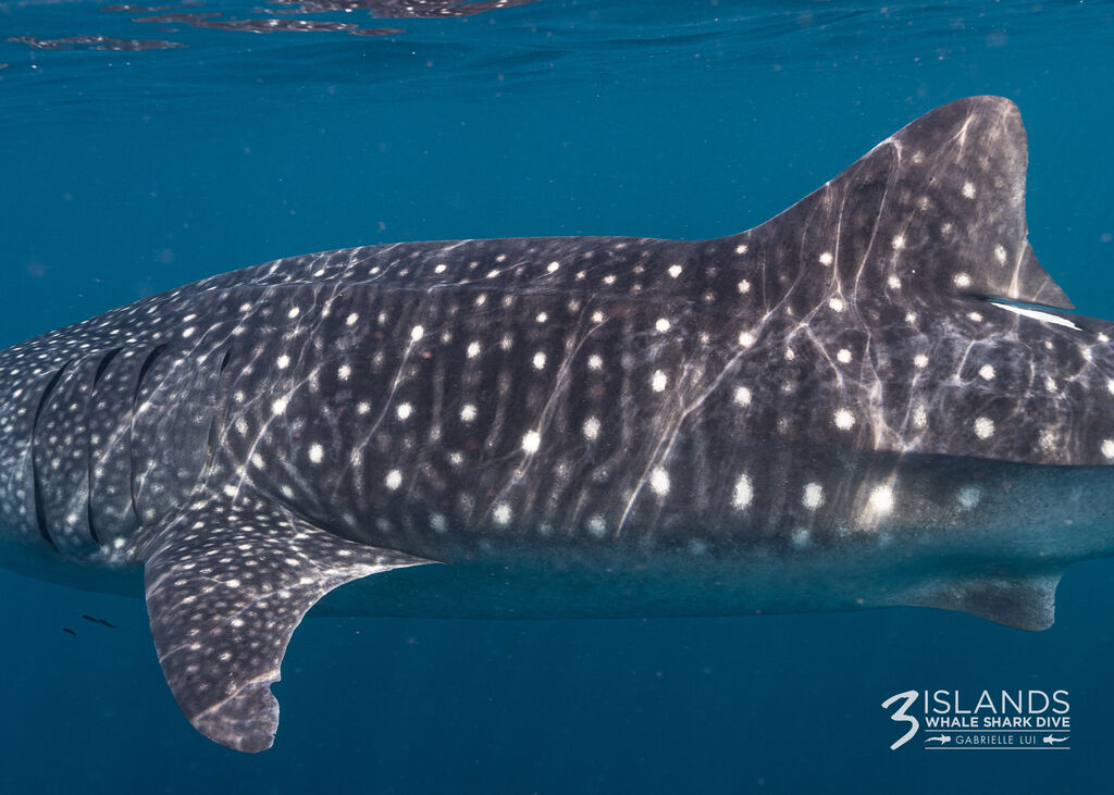 a575bc18-bad4-42de-9699-6bb545269598