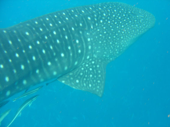 174903bb-8b4e-46aa-a7c9-d05117da8d0d