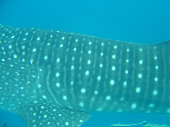 174903bb-8b4e-46aa-a7c9-d05117da8d0d