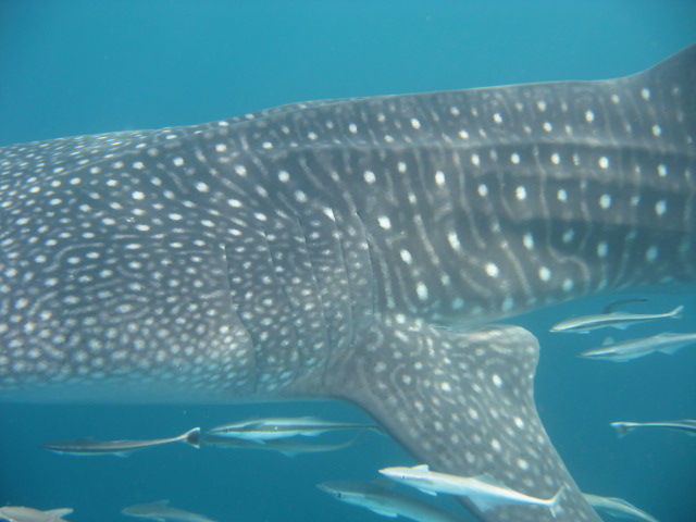 a33cb812-8a46-49bd-a097-0d0e316e4be3