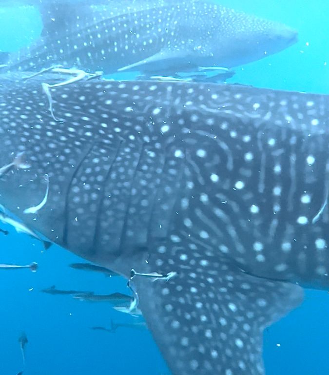 2f6af2be-0d8b-4b92-9ffc-b220eefd5e51