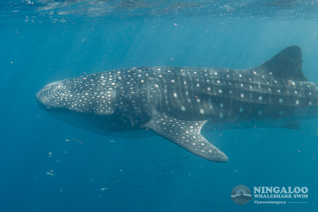 e0d6ed5a-3aa2-492f-9e2e-775b97e12589