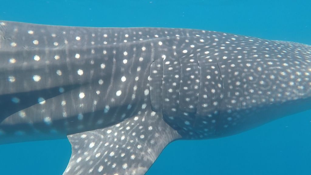 d588ac65-7242-487d-a2ce-0ecac52945a9