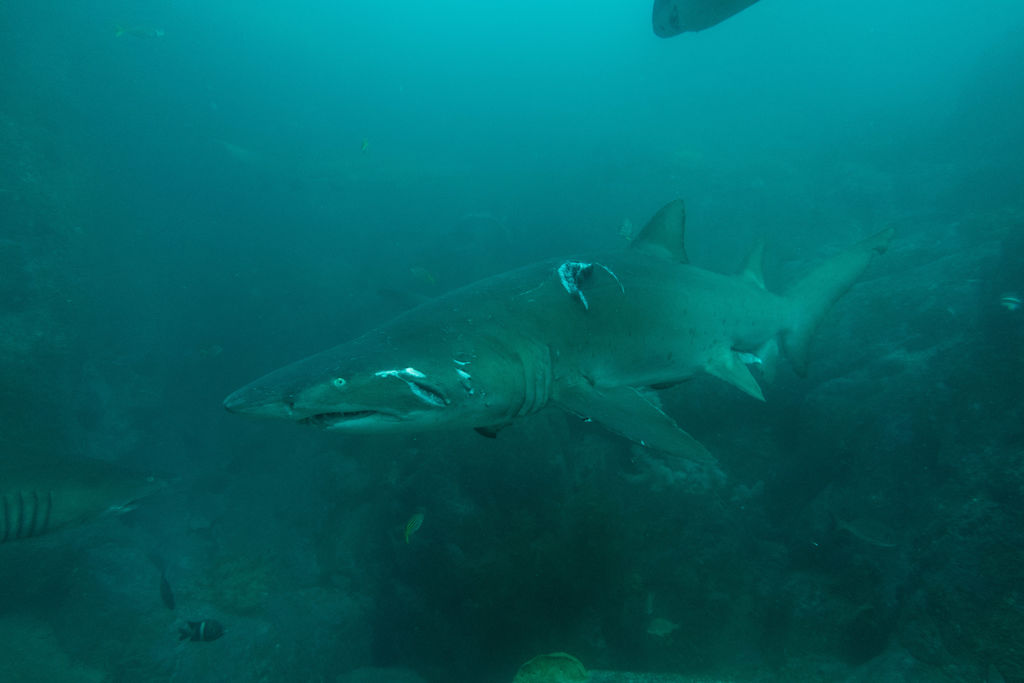 83587d0b-23ac-462e-bd63-f497fe66796b