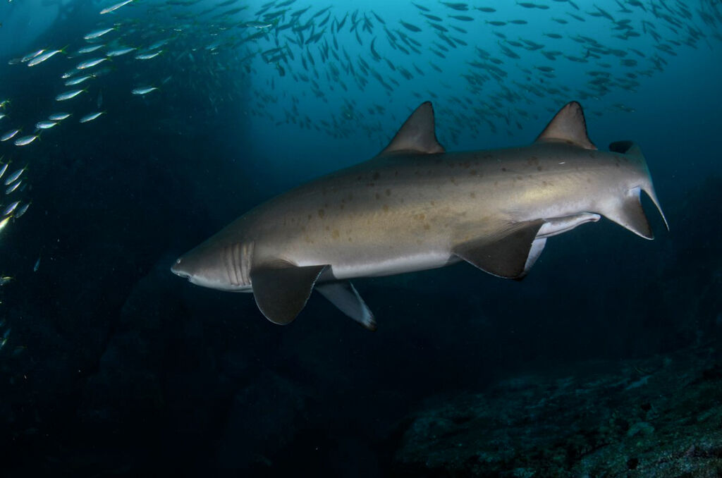 52495bbc-8a98-4c8a-9c18-2dcf3b3abaca