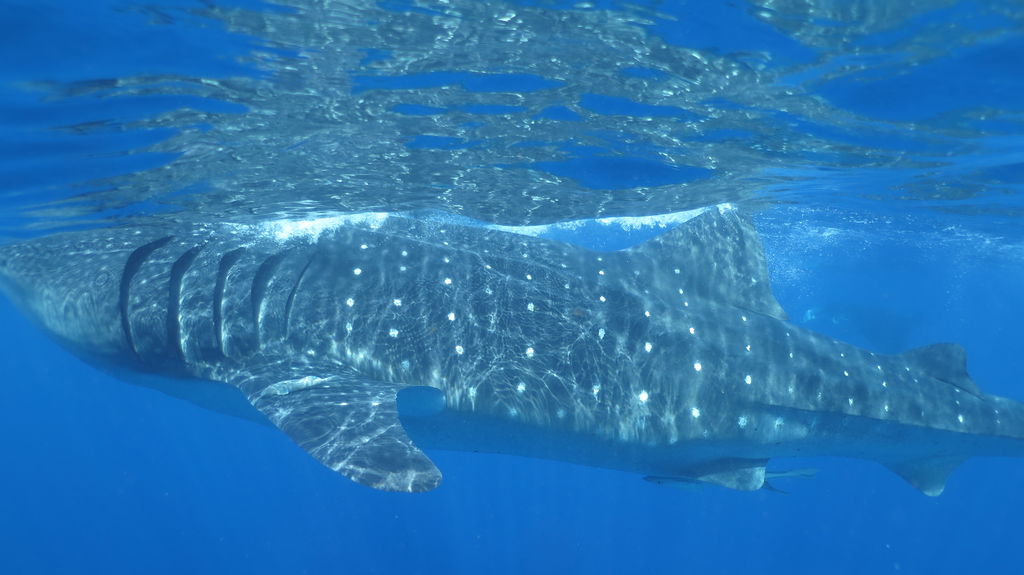 2f9be34c-b4f4-4e8f-953a-bf4c7e665c9d