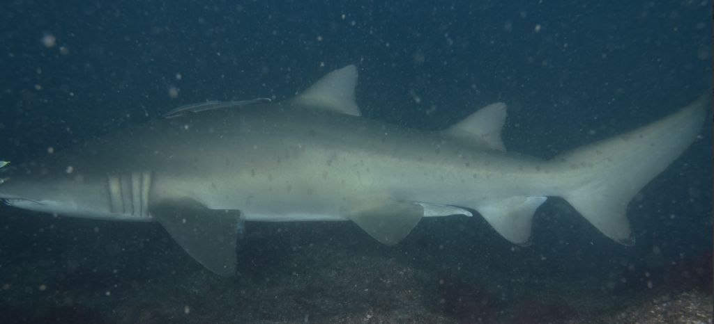 fd0e9585-2928-4a77-9d99-cf367f52658e