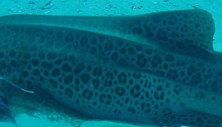 aac43e99-87a9-451f-87e7-a5b45945973a