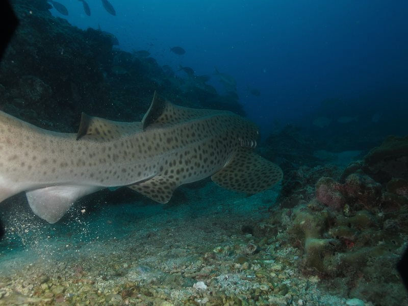 52a0381f-5a25-41f0-97e1-a029631281b7