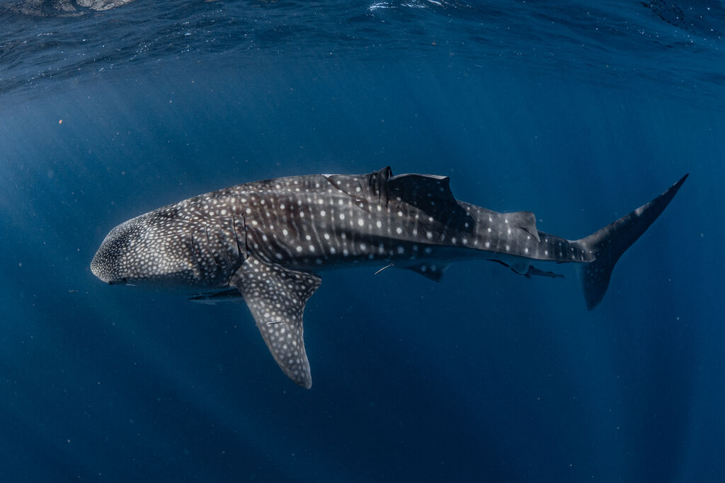 09ac36a2-8731-4e0c-9b8f-4ffd8b5561bd